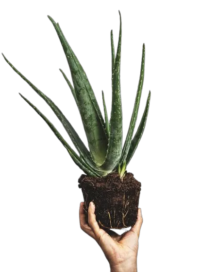 Planta Viva Aloe